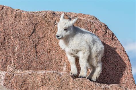 Baby Mountain Goat Climbing