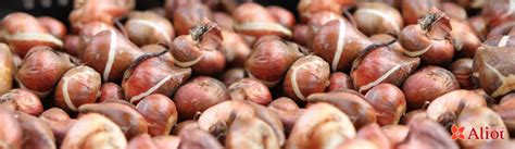 Оптовые поставки луковиц цветов из Голландии