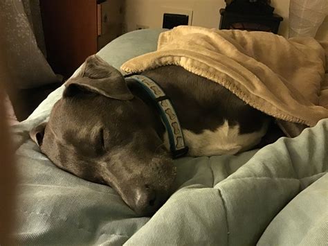 Let sleeping dogs lie | Rhapsody in Bloo