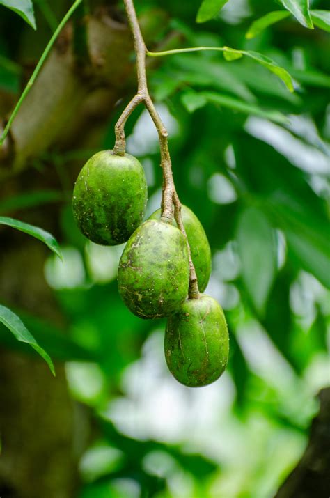 Brandi+Passante+Cleavaage+Images Photos, Download The BEST Free Brandi