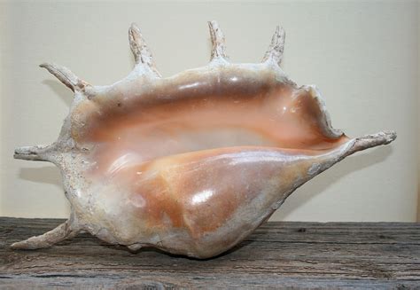 large pink sea shell  spines  stock photo public domain pictures