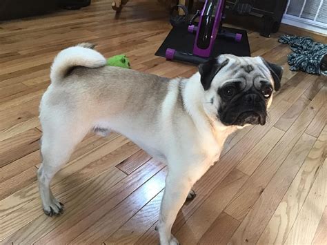 Khloe’s WV Pugs in West Virginia | Pug puppies | Good Dog