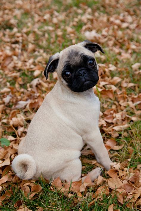 Why Do Pug Tails Curl