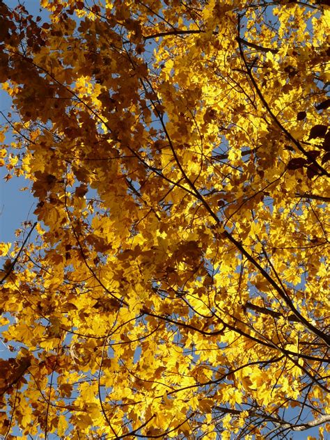 Kostenlose foto : Baum, Wald, Ast, Sonne, Sonnenlicht, Blatt, golden ...