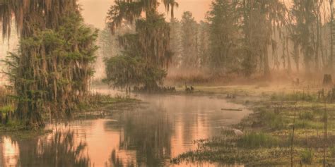 Swamp