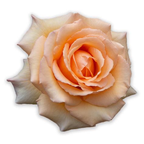 Evelyn Rose - David Austin - Exceptionally Fragrant – Heirloom Roses