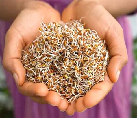 health benefits  sprouts  nutrient packed journey diy glow