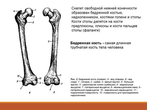 Скелет конечностей - презентация онлайн
