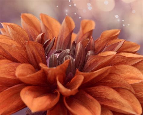 chrysanthemum flower blossom orange  stock photo public domain