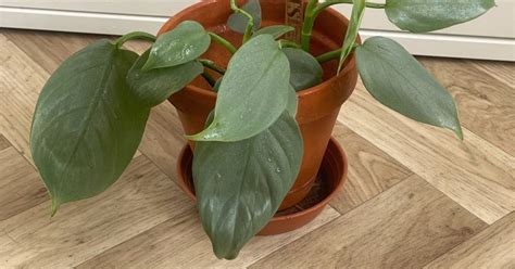 Philodendron Silver Sword | Aukce rostlin
