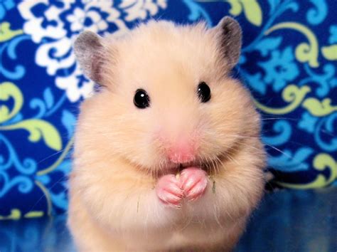 little animals for pets
