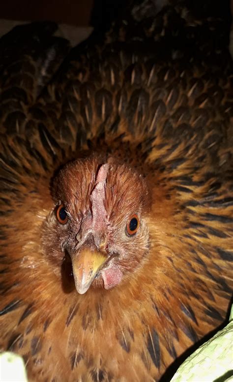 Chiken - PixaHive