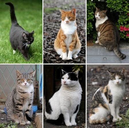 Is There a Link Between Coat Color and Personality? - The Conscious Cat