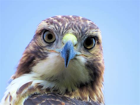 Free stock photo of hawk, red-tailed hawk, stare