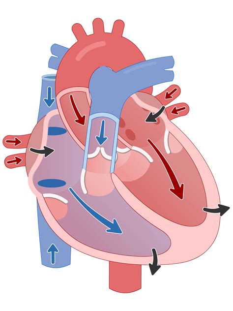 Cardiac Cycle