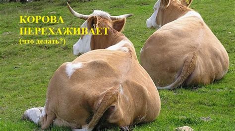 Почему корова долго не телится (причины, сроки, опасн. признаки!) - Мои ...