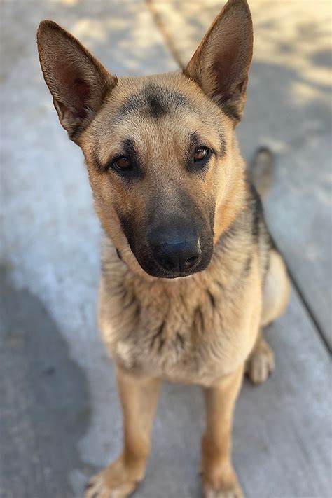 Foster dog offers comfort amid uncertainty - UBNow: News and views for ...