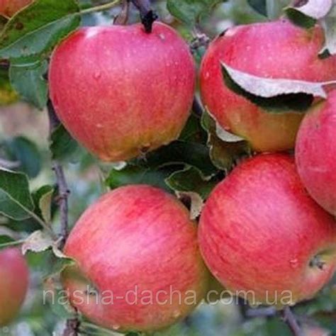 Яблуня Багряні вітрила (осіння): продаж, ціна у Вінницькій області ...