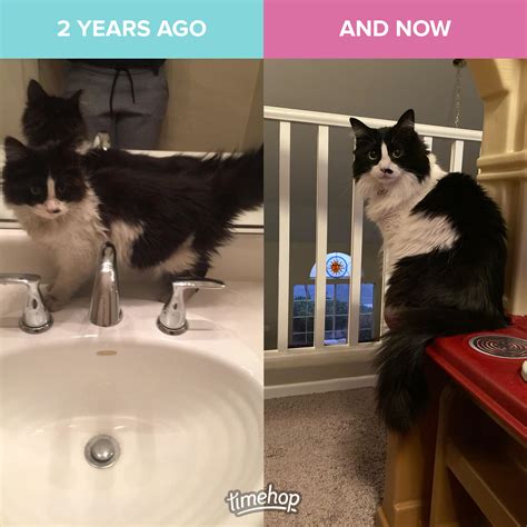 4184 best Feral images on Pholder | Aww, Notmycat and Illegally Smol Cats