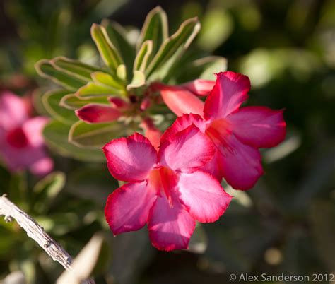 Desert Rose – Arabian Ranches – Red Sand