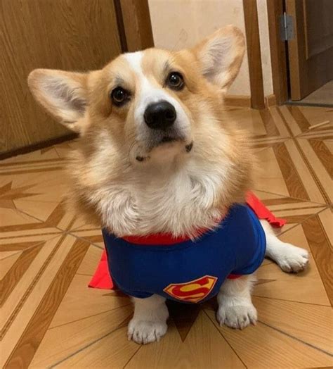 16 Perfect Halloween Costumes For Your Corgi - Page 3 of 3 - PetPress