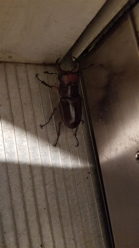 Upstate SC, about 2in long. : r/whatsthisbug