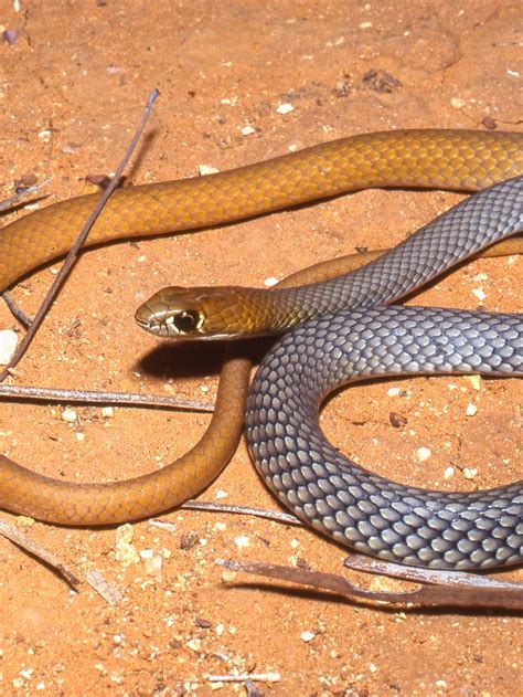 New venomous species of desert snake discovered through genetic ...