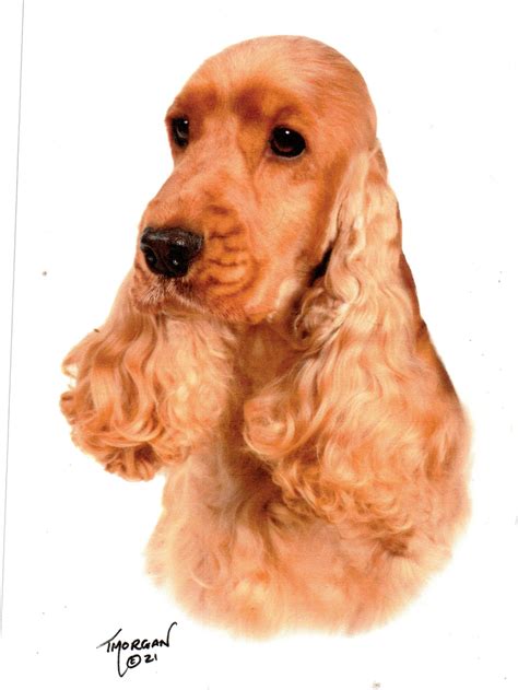 LITTER OF SHOW TYPE ENGLISH COCKER SPANIELS - Puppy Choices