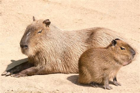 Capybara (Hydrochoerus hydrochaeris) - самый крупный грызун в мире ...