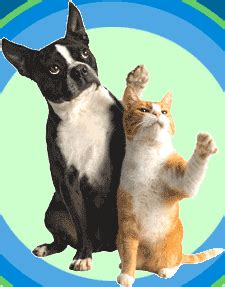 dog and cat gifs Page 4 | WiffleGif