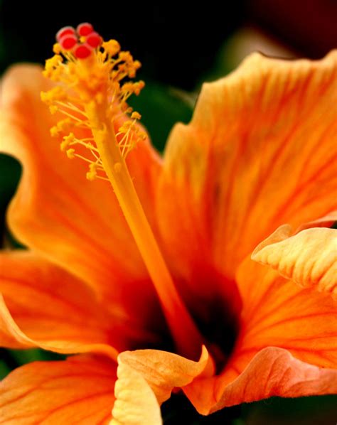What Every Southern Gardener Needs to Know About Tropical Hibiscus