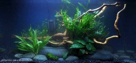 Оформление аквариума на 50 литров от Tropica