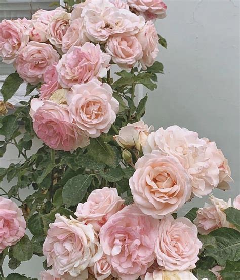 by hlohlo on synonym of delicate | Beautiful flowers, Flowers ...