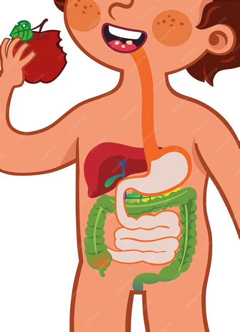 Premium Vector | Vector illustration showing the digestive system of a ...