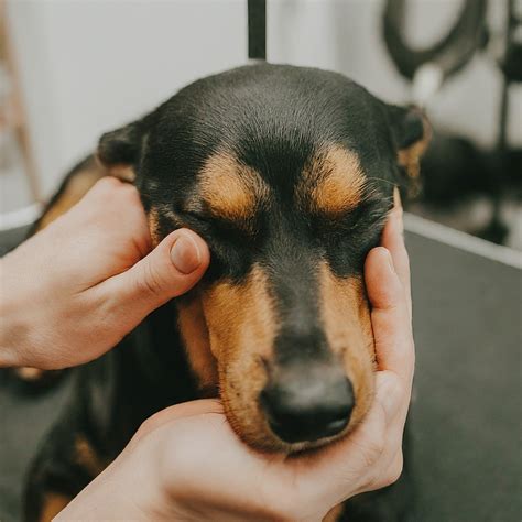 How To Calm An Anxious Dog During Grooming Sessions - Life With My Dogs