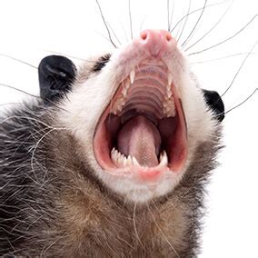 Virginia opossum | San Diego Zoo Wildlife Explorers