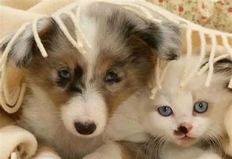 pet
