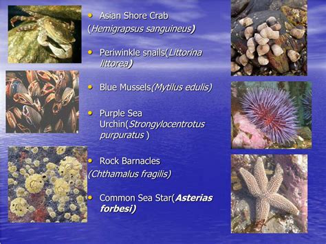 PPT - Ecology of a Rocky Shore Community PowerPoint Presentation, free ...