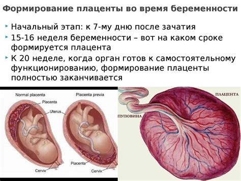 Предлежание плаценты можно предполагать в случае: Тест по лечебному ...