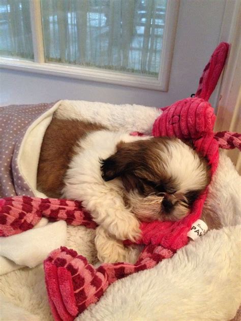 Shih Tzu Puppy Lola, 7 Weeks Old