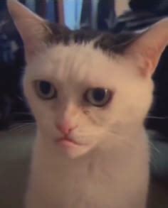 funny cat  human face