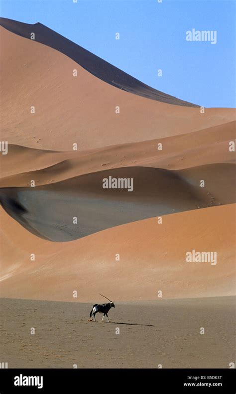 Oryx, Namib desert, Sossusvlei, Namibia Stock Photo - Alamy