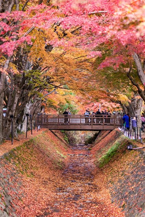Premium Photo | Traveler to Fujikawaguchiko Autumn Leaves Momiji