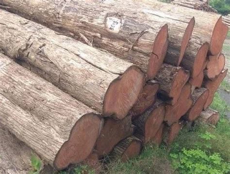 timber wood log  rs cubic feet kadapa id