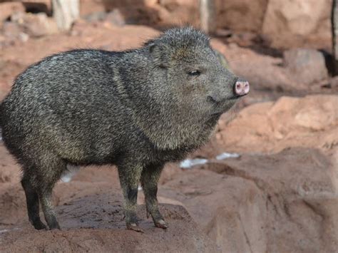 Javelina Attacks Near Tucson: 4 In As Many Weeks | Tucson, AZ Patch