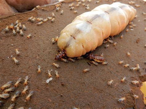 long  termite  ant queens