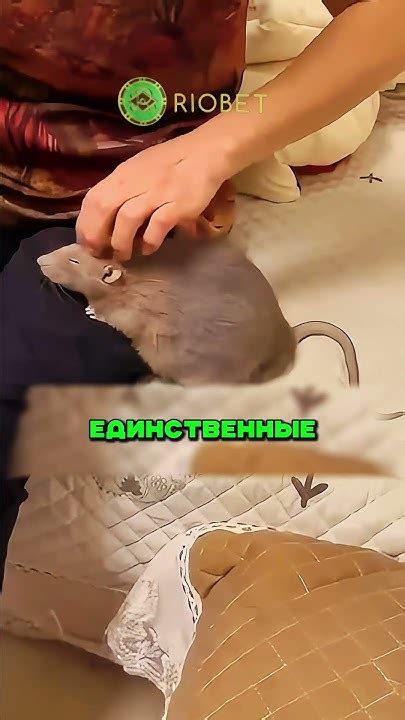 ПОЧЕМУ ЛУЧШИЙ ДОМАШНИЙ ГРЫЗУН ЭТО КРЫСА?😮 - YouTube