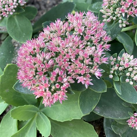 Order Sedum Annuals Online