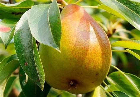 ТОП лучших сортов груш для Подмосковье со вкусовыми характеристиками и ...