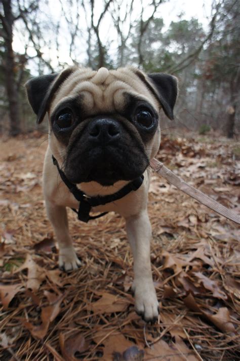 My youngest Pug. His name is Butters. He is wonderful. | Scrolller